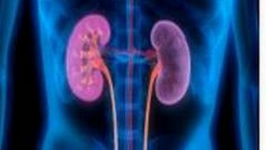 Health News | Study Examines the Effects of COVID-19 on Human Kidney Cells