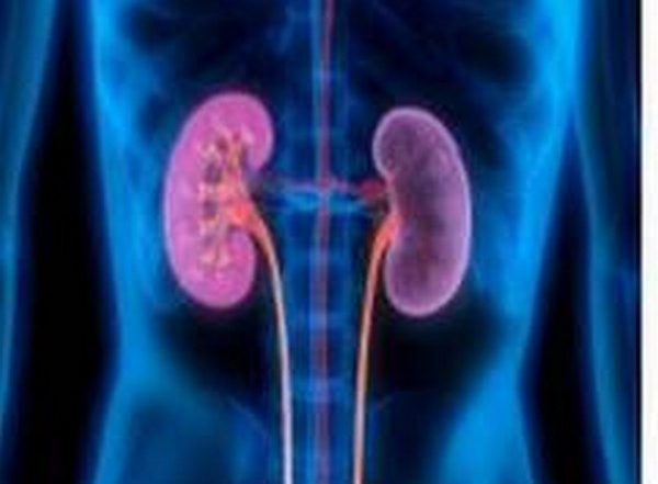 Health News | Study Examines the Effects of COVID-19 on Human Kidney Cells