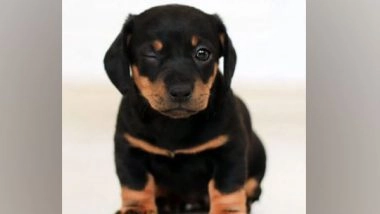 Lifestyle News | Puppies Develop Social Skills to Communicate with People Shortly After Birth: Study