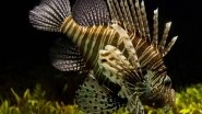 Science News | Study Confirms Invasive Lionfish Now Threaten Species Along Brazilian Coast