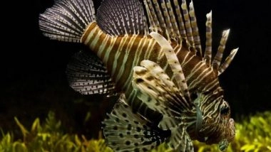 Science News | Study Confirms Invasive Lionfish Now Threaten Species Along Brazilian Coast