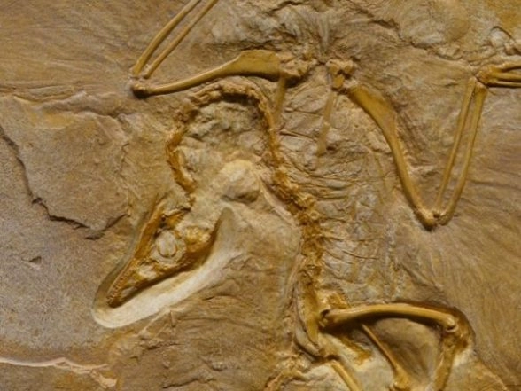 Genomics-Informed Decisions Can Help Save Species From Extinction: Study