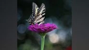 Excess Nitrogen From Agriculture, Vehicle Emissions and Industry Is Endangering Butterflies in Switzerland, Say Researchers