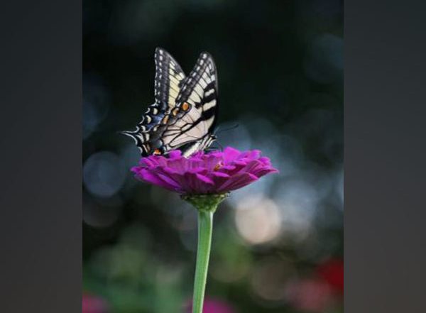 Excess Nitrogen From Agriculture, Vehicle Emissions and Industry Is Endangering Butterflies in Switzerland, Say Researchers