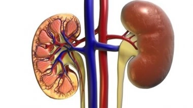 Health News | Stem Cell Researchers Find Key Building Block to Make Mini-kidneys