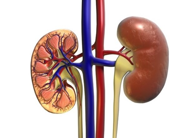 Health News | Stem Cell Researchers Find Key Building Block to Make Mini-kidneys
