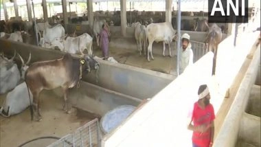 India News | Amid Lockdown, Bengaluru Cow Shelter Struggles to Provide Enough Fodder to Cattle