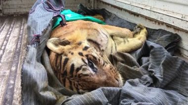 India News | Tiger B1, Aged over 17 Years, Dies at Indore Zoo