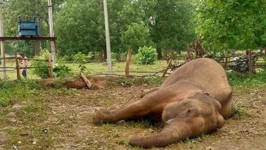 Elephant Found Dead in Forest Area of Chhattisgarh’s Raigarh District