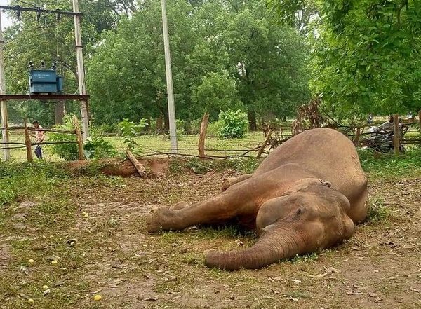 Elephant Found Dead in Forest Area of Chhattisgarh’s Raigarh District