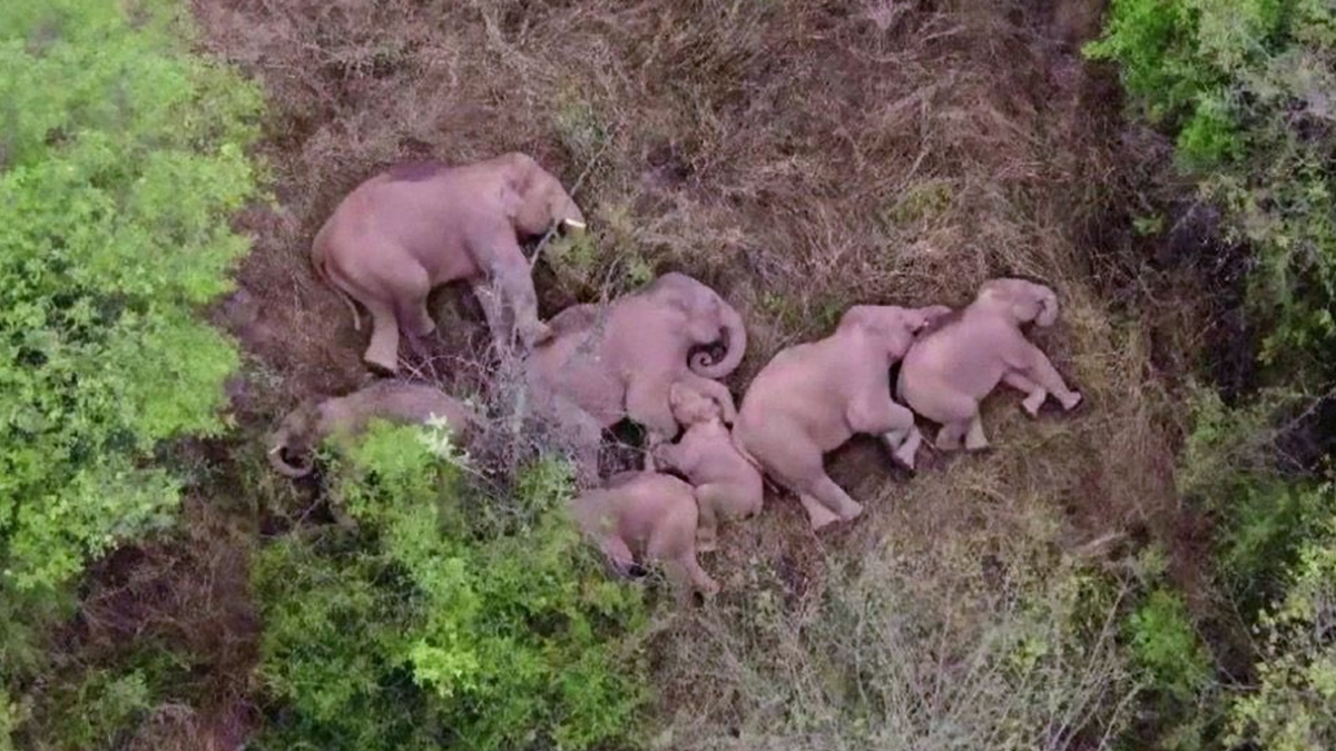 Mysteries Of How Elephants Sleep Revealed! Herd of Elephants Marching in China Takes a Well-Deserved Nap (See Pics)