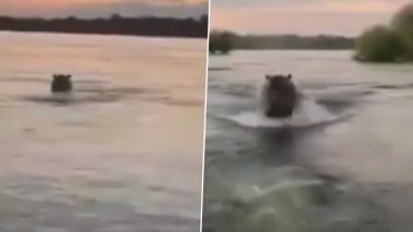 Sightseers On a Boat Get Chased Down By a Angry Hippo In Uganda (Watch Video)