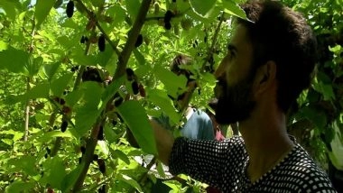 India News | J-K: Harvesting of Mulberry Fruit in Full Swing in Srinagar