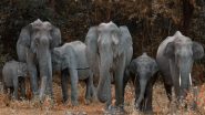 Science News | Here's How an Elephant's Trunk Manipulates Air to Eat, Drink