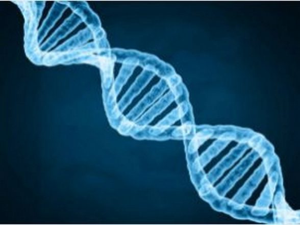 Scientists Need To Rethink Which Genes Linked to Ageing Process: Study
