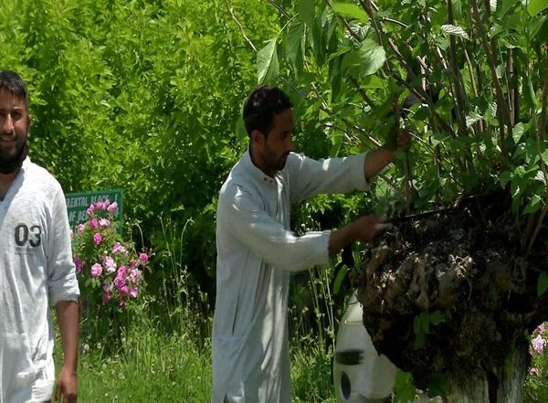India News | J-K Sericulture Dept Supervises Mulberry Pruning Aimed at Boosting Cocoon Production
