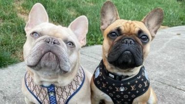 Top 6 Factors to Consider While Buying Designer Apparel For Your Dog