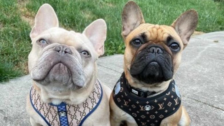 Top 6 Factors to Consider While Buying Designer Apparel For Your Dog