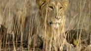 Delta Variant of COVID-19 Found in Four Coronavirus-Infected Lions at Arignar Anna Zoological Park