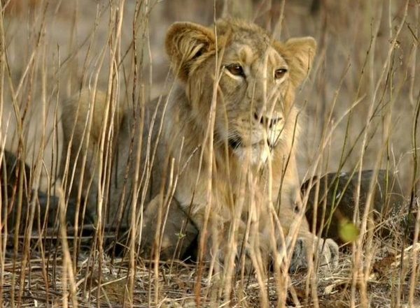 Delta Variant of COVID-19 Found in Four Coronavirus-Infected Lions at Arignar Anna Zoological Park