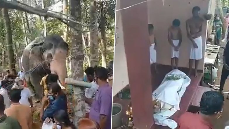 Elephant Pays Last Respects to Mahout Who Died of Cancer in Kerala; Watch Heart-Rending Viral Video