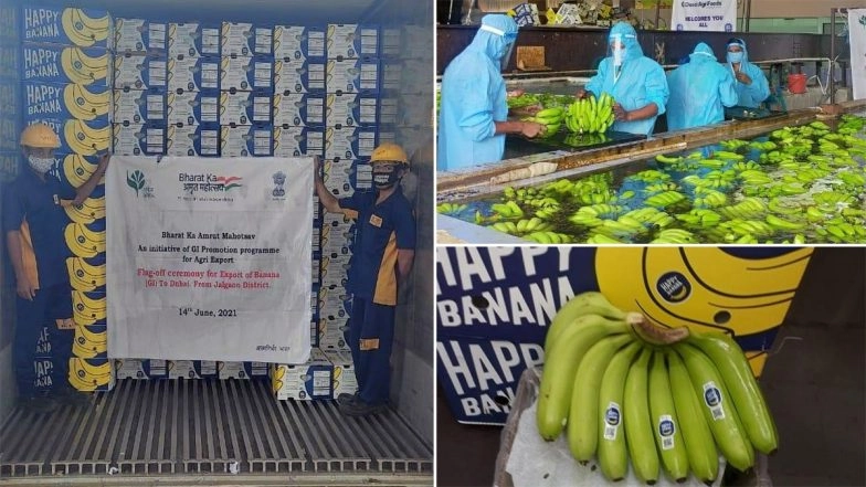 India Exported 1.91 Lakh Tonne of GI Certified Jalgaon Banana Worth Rs 619 Crore During 2020-21