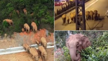 Herd of Wild Elephants Walk 500 KM to Approach Chinese City after Escaping Nature Reserve; Watch Viral Video