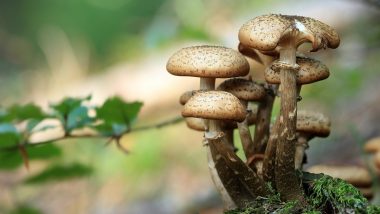 Magic Mushroom Helps To 'Open Up' Brains of People Facing Depression, Finds Study