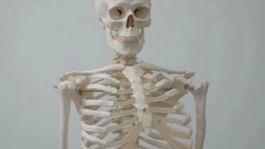 Health News | Immune Cells from Skull Bone Marrow Guard the Brain, Spinal Cord: Study