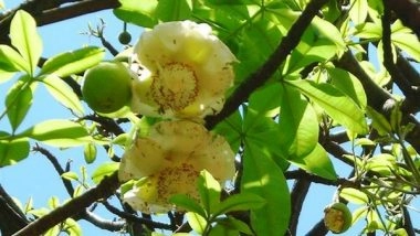 India News | Uttarakhand Forest Dept Conserves 73 Rare, Threatened, Endangered Plant Species