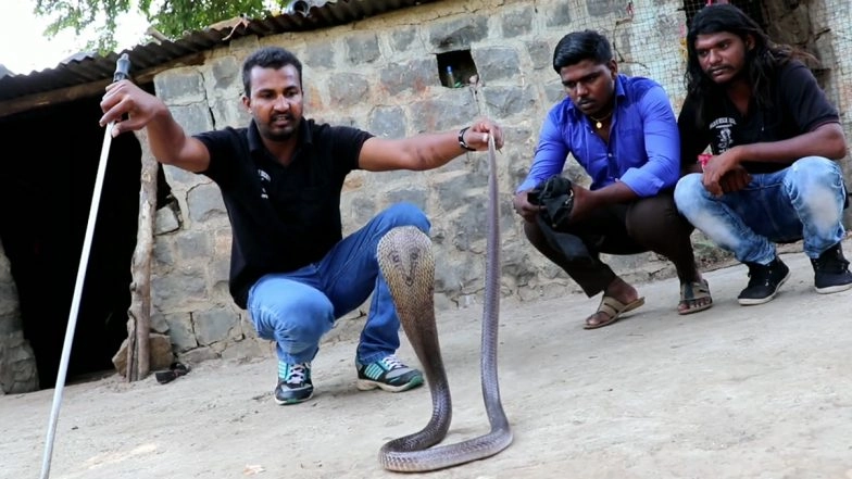Snake Rescue Master, Sarpmitra Akash Jadhav From Ahmadnagar 