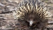 What Is Echidna? Scientists Say They Have Finally Uncovered The Mystery Behind The 4-Headed Penis of These Bizarre Mammals (Watch Video)