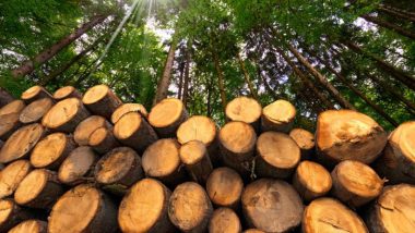 Timber Goes Green- Wood is the Future of ESG Investment in Global Property Development”