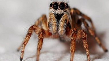 Science News | Surprising Spider Hair Discovery May Inspire Stronger Adhesives: Study