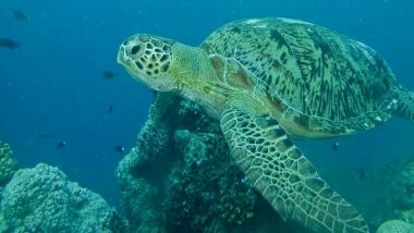 World News | Pak Losing Traditional Nesting Sites for Sea Turtles Due to Increasing Pollution, Garbage: Report