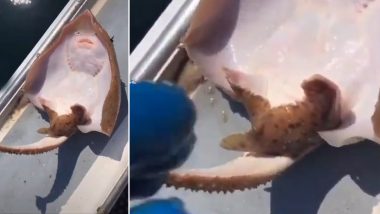 Tik Tok Video of Man Tickling Stingray Prompts Outrage On Social Media, Watch and Learn Why It's Not 'Cute' To Touch Underwater Animals!
