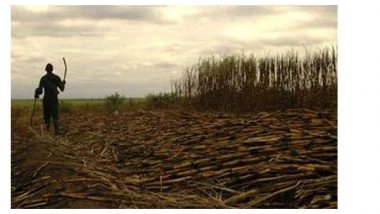 India News | Haryana to Make Sugarcane Farmers' Pending Payments by July 10, Says Minister Banwari Lal