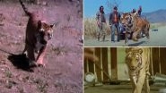Before Vidya Balan&rsquo;s Sherni, 5 Bollywood Films That Also Revolved Around Tigers (Watch Videos)
