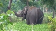Wild Elephant Strays into Village in West Bengal's Jalpaiguri District, Destroys Tea Plantation (See Pics)