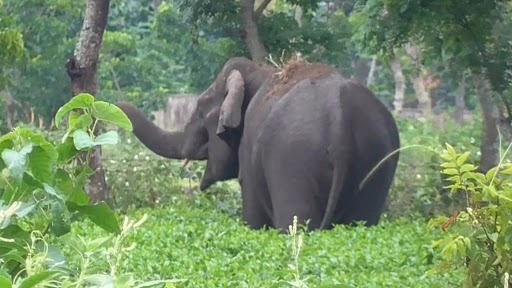 Wild Elephant Strays into Village in West Bengal's Jalpaiguri District, Destroys Tea Plantation