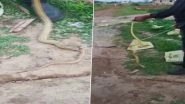 Cannibalism in Snakes: 4-Foot-Long Cobra Rescued After It Swallowed Another 3-Foot-Long Cobra in Odisha&rsquo;s Balakati Village (See Pics)