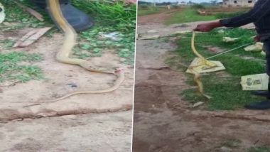 Cannibalism in Snakes: 4-Foot-Long Cobra Rescued After It Swallowed Another 3-Foot-Long Cobra in Odisha’s Balakati Village (See Pics)