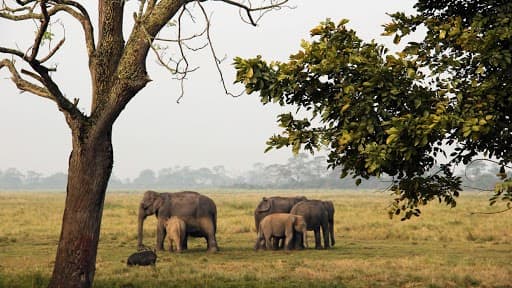 assam-to-have-7-national-parks-now-becomes-second-state-in-india-to