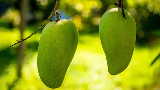 'Noorjahan' Mangoes in Madhya Pradesh Report Good Yield, Cost Up To Rs 1,000 Apiece This Year