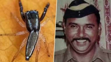 New Jumping Spider Species From Maharashtra: Name ‘Icius Tukarami’ Dedicated to ASI Tukaram Omble, ‘Phintella Cholkei’ to Kamlesh Cholke