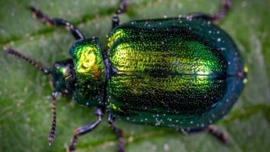 Science News | Microstructure Found in Beetle's Exoskeleton Contributes to Colour, Damage Resistance: Study