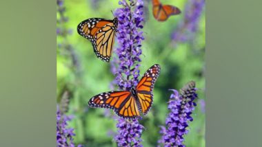 Lifestyle News | Butterflies, Moths Have Difficulty Adjusting to Changing Climate: Study