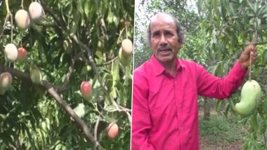 Mango Sellers in MP's Rajpura Village Have International Variety of Mangoes From Countries Like Mexico, Afghanistan Sold at Rs 1000 per kg