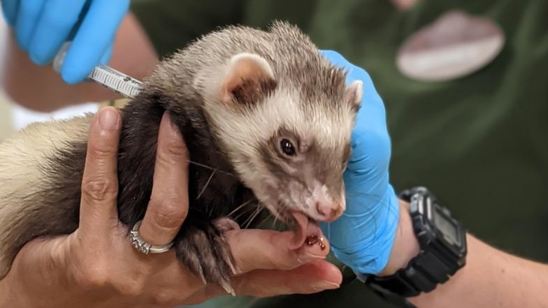 US Oakland Zoo Vaccinates Animals Against COVID-19