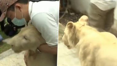 Pet Lion Returned to its Owner by Authorities After Cambodian PM Hun Sen's Order (Watch Video)